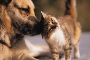 Rifugi per animali d'affezione: cessare l'attività